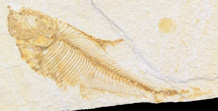 Bargain Diplomystus Fossil Fish - Wyoming #44197